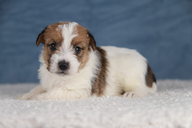 jack russell terrier