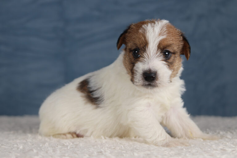 jack russell terrier