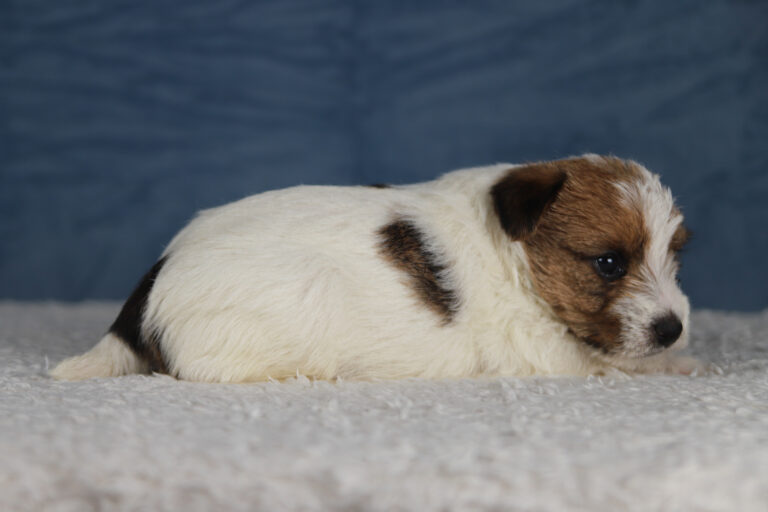 jack russell terrier
