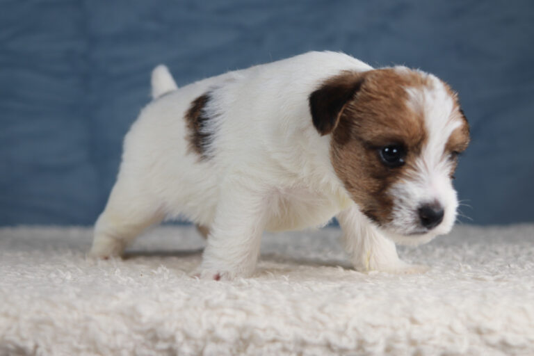 jack russell terrier