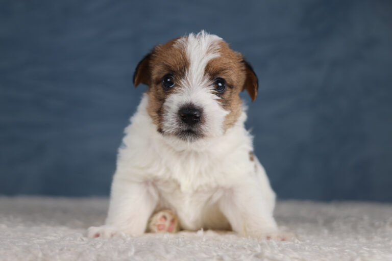 jack russell terrier