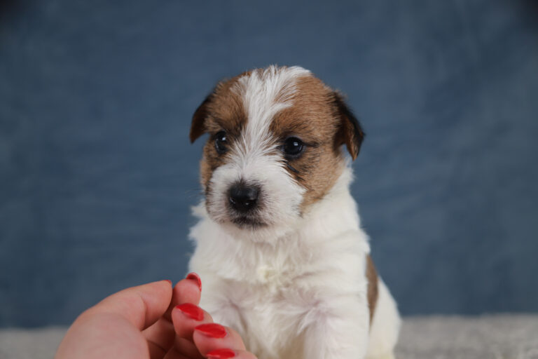 jack russell terrier