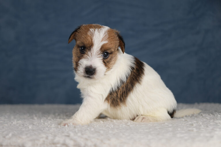 jack russell terrier