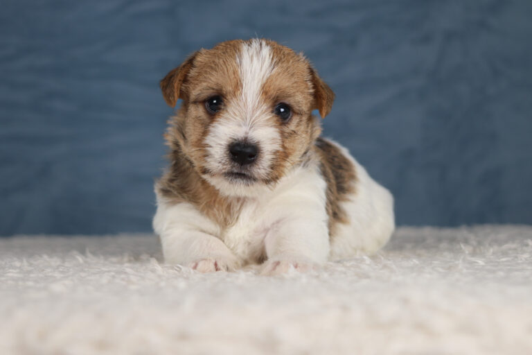 jack russell terrier
