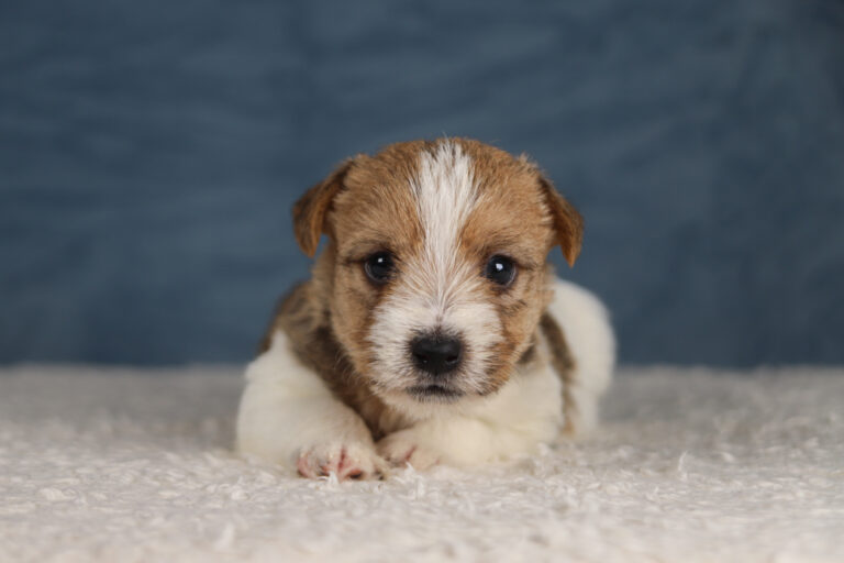 jack russell terrier