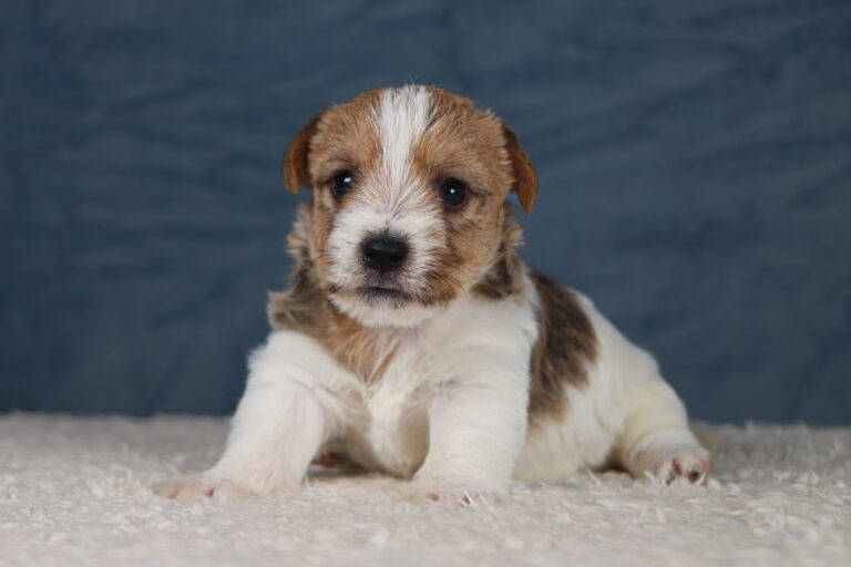 jack russell terrier
