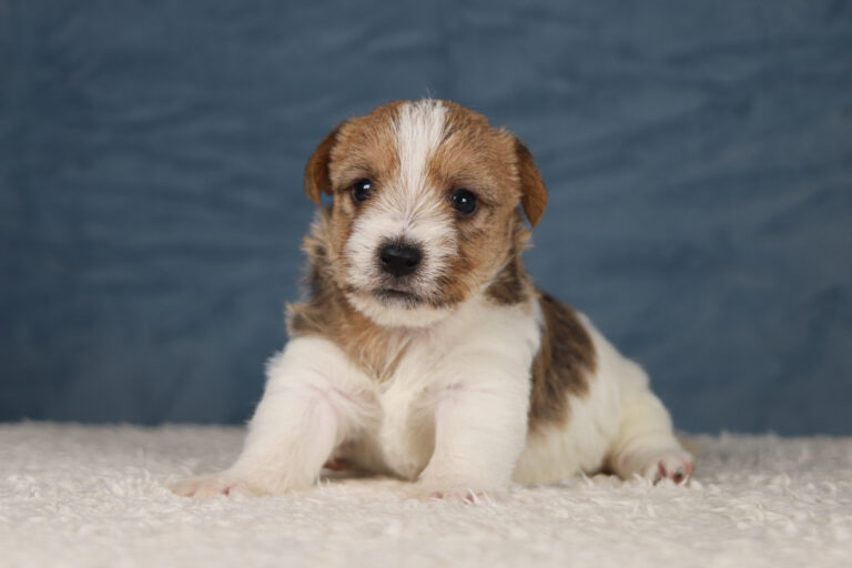 jack russell terrier