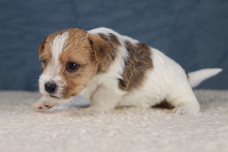 jack russell terrier