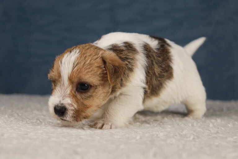 jack russell terrier