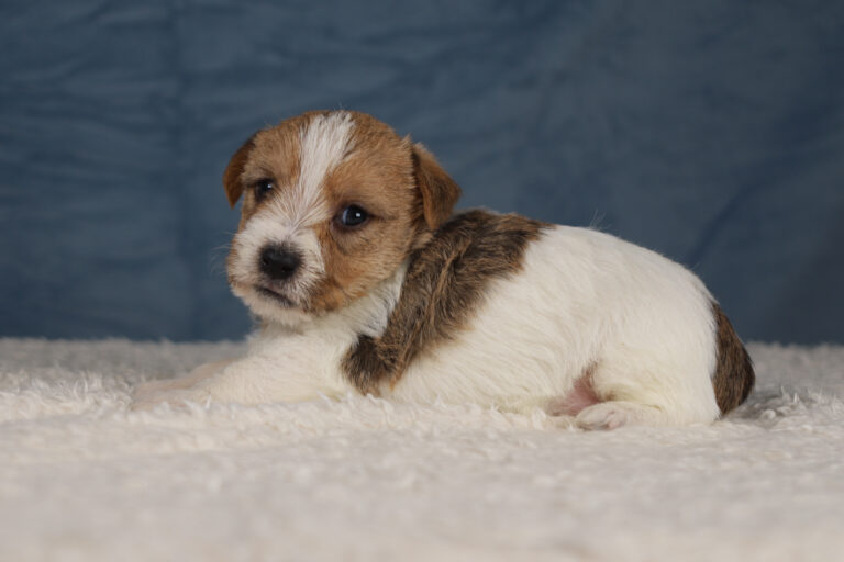jack russell terrier