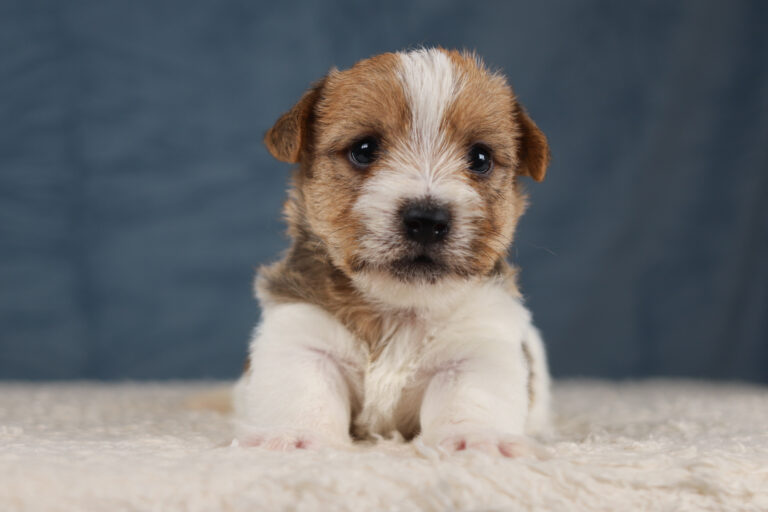 jack russell terrier