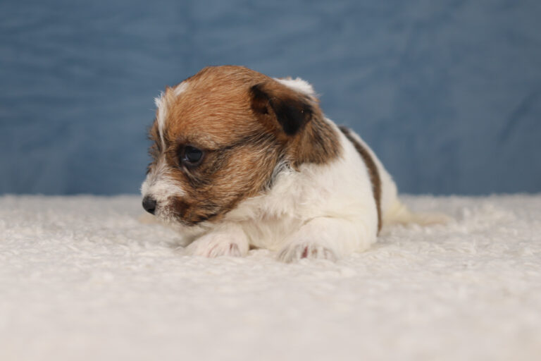 jack russell terrier