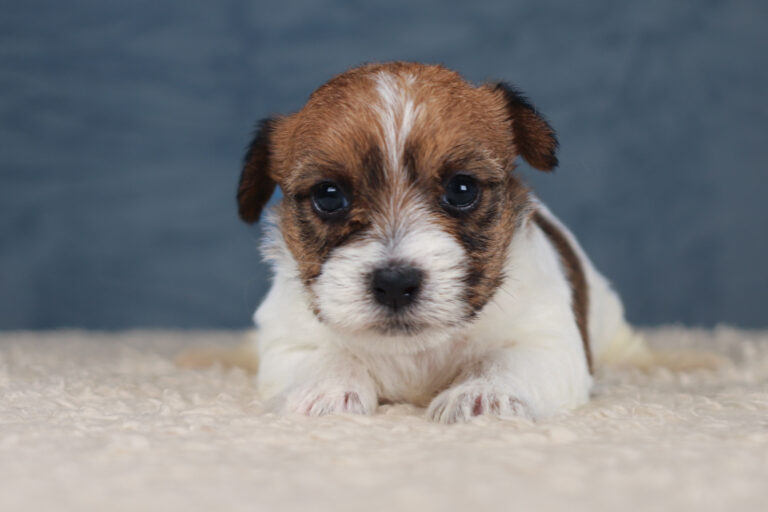 jack russell terrier