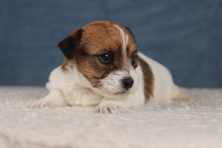 jack russell terrier
