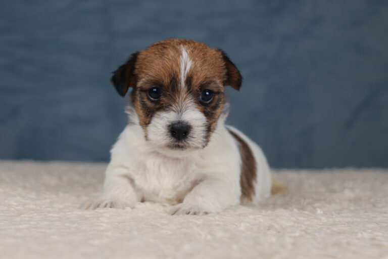 jack russell terrier