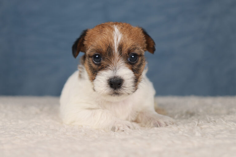 jack russell terrier