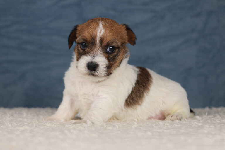 jack russell terrier