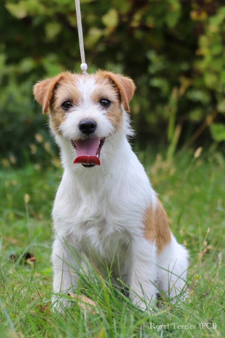 jack russell terrier