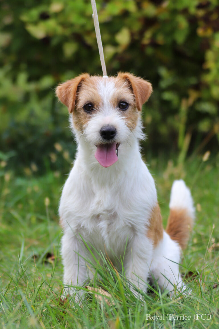jack russell terrier