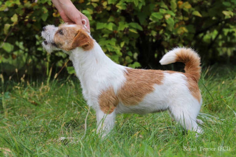 jack russell terrier