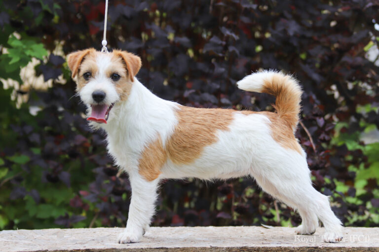 jack russell terrier