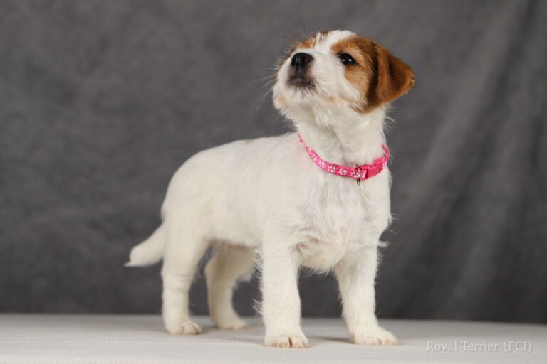 jack russell terrier