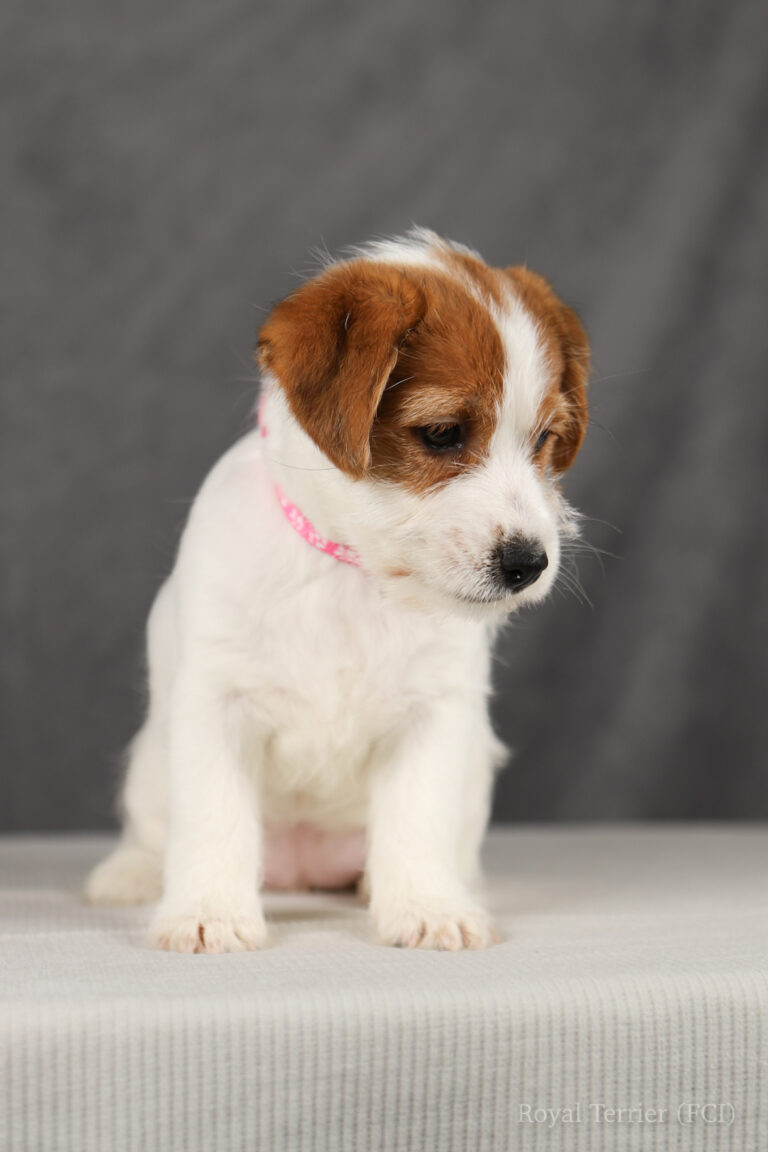 jack russell terrier