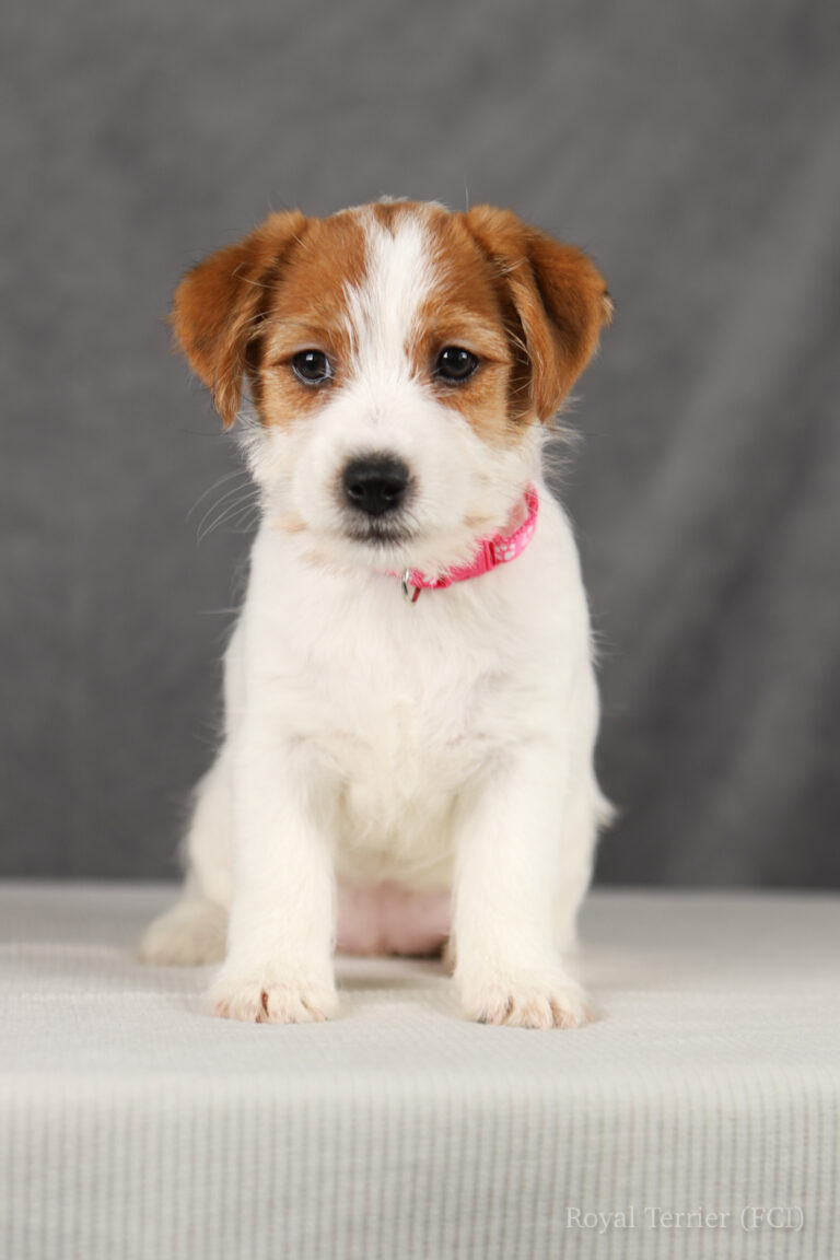 jack russell terrier