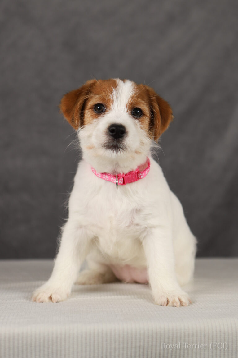 jack russell terrier