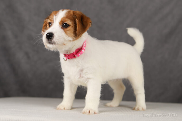 jack russell terrier