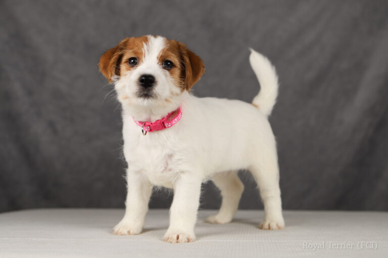 jack russell terrier