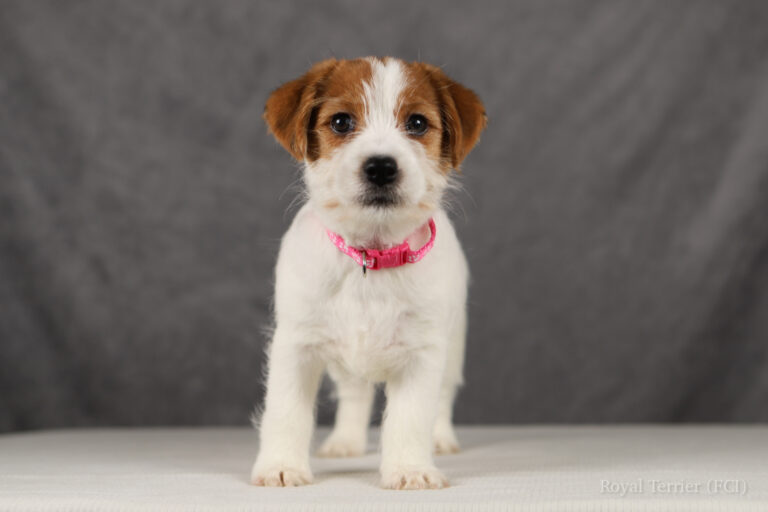 jack russell terrier