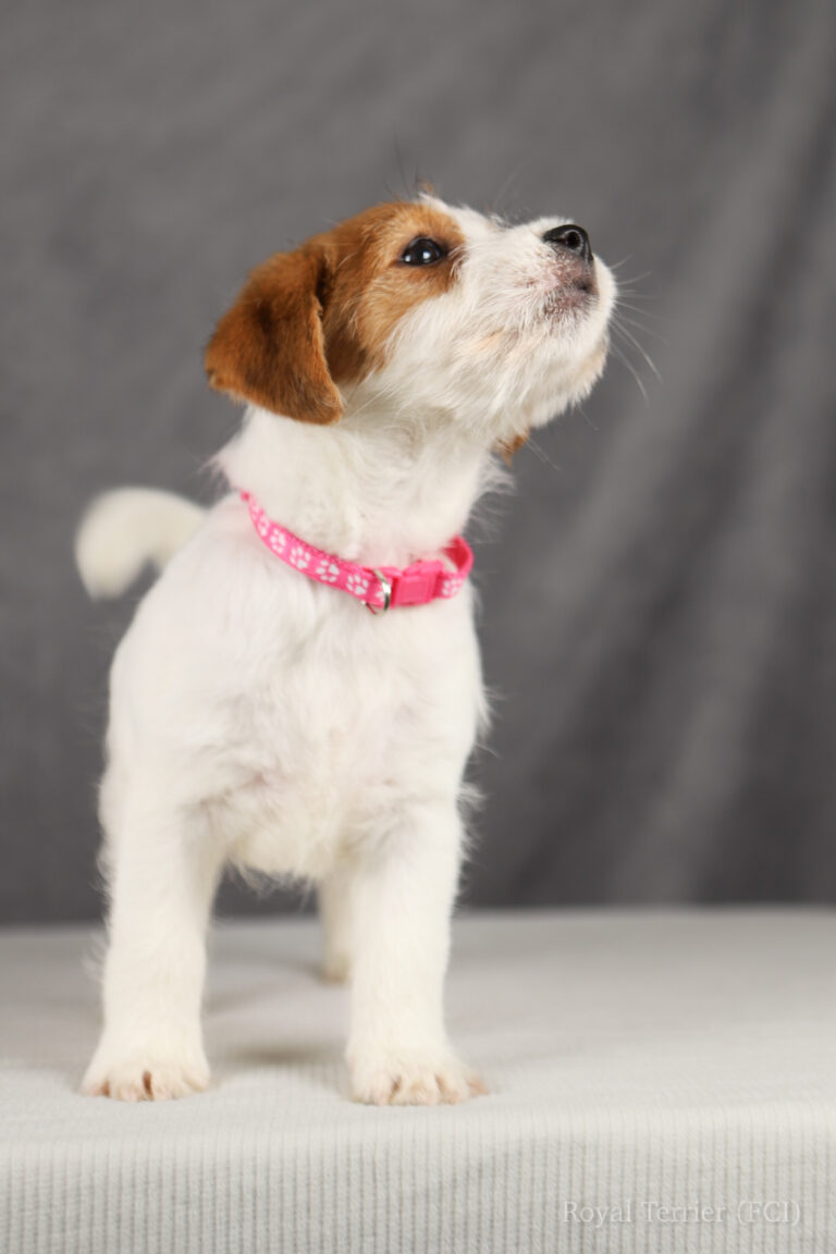 jack russell terrier