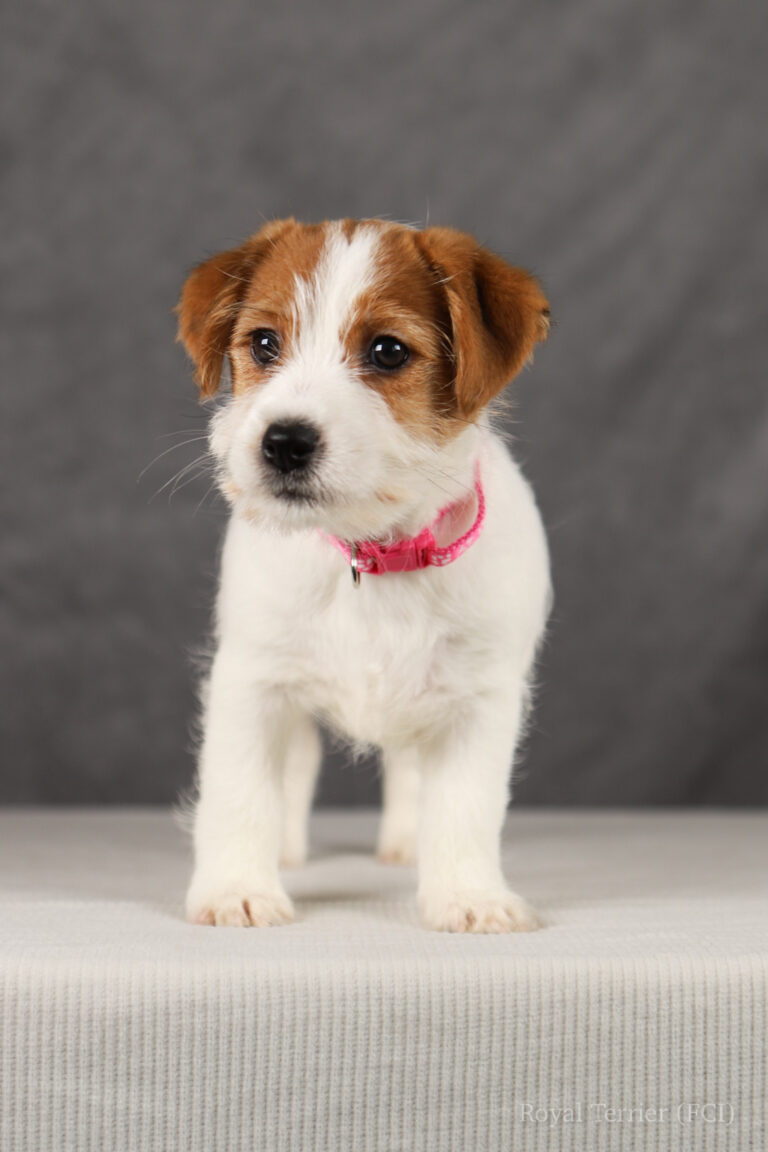 jack russell terrier