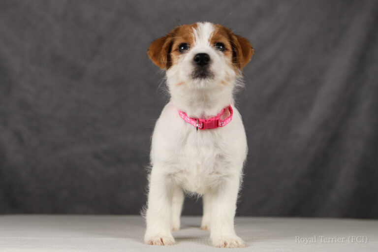 jack russell terrier