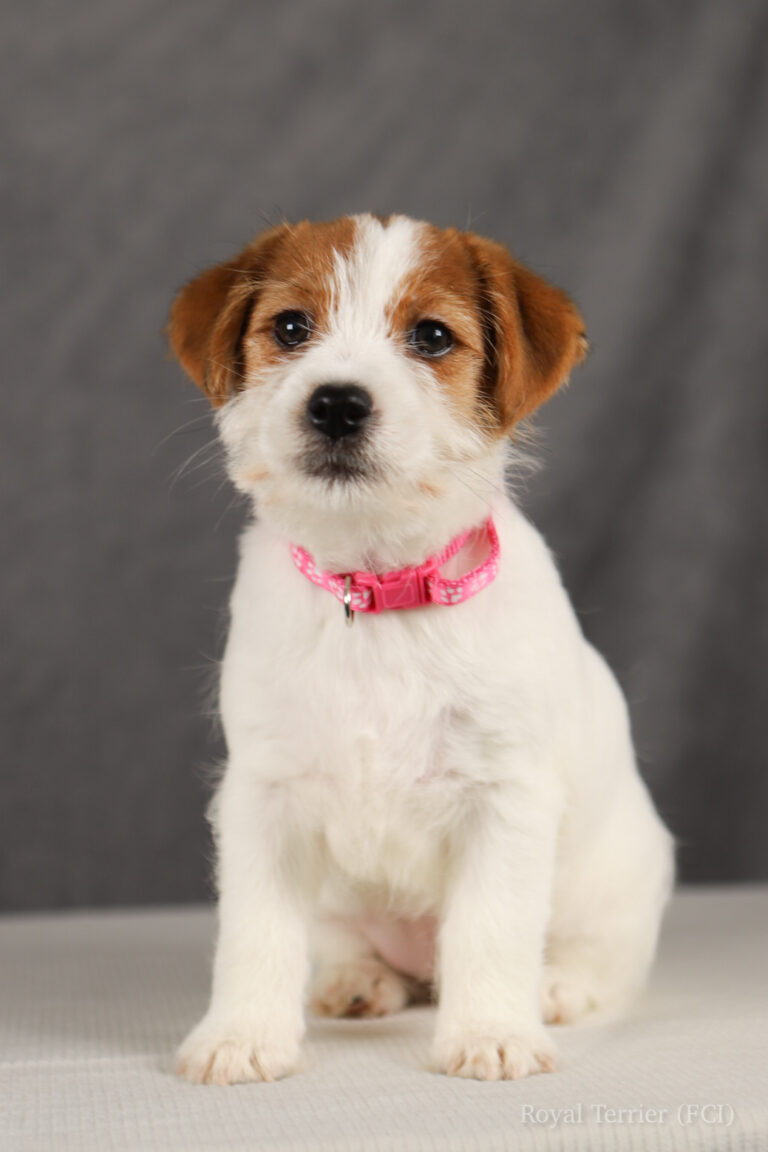 jack russell terrier