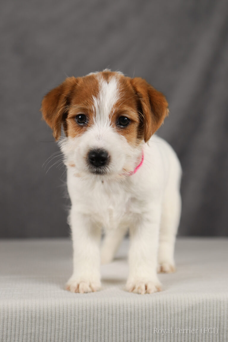 jack russell terrier