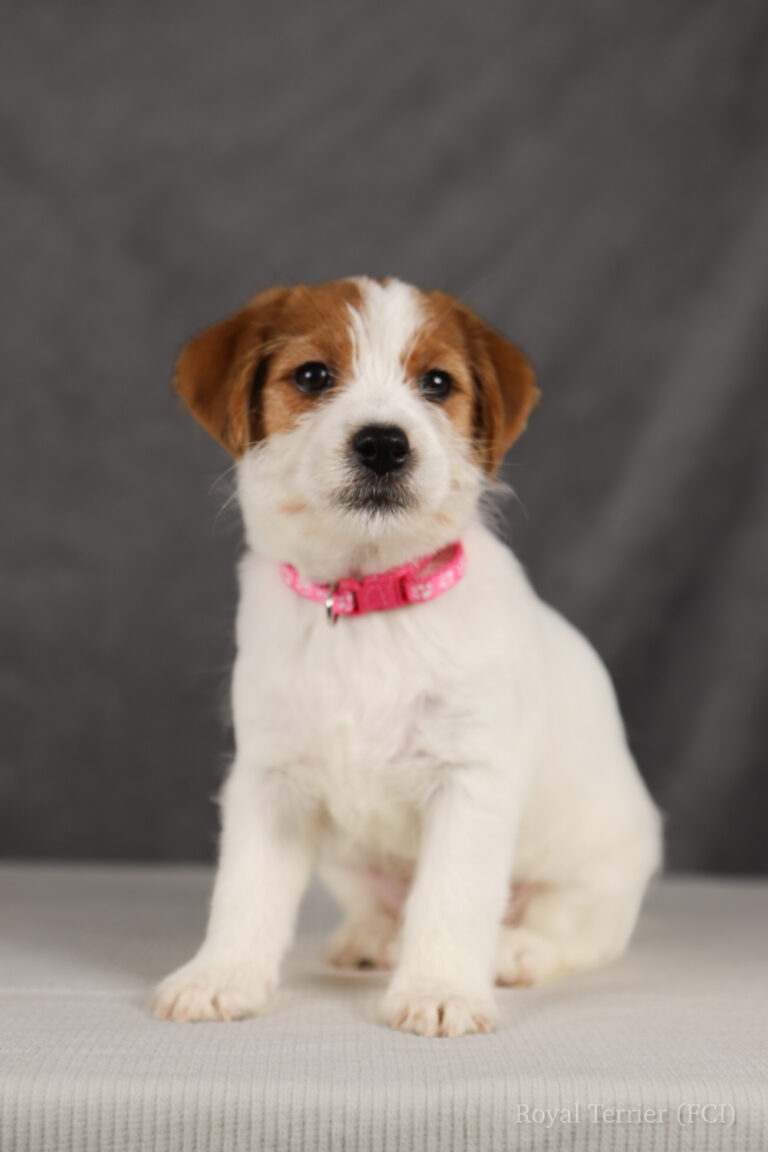 jack russell terrier