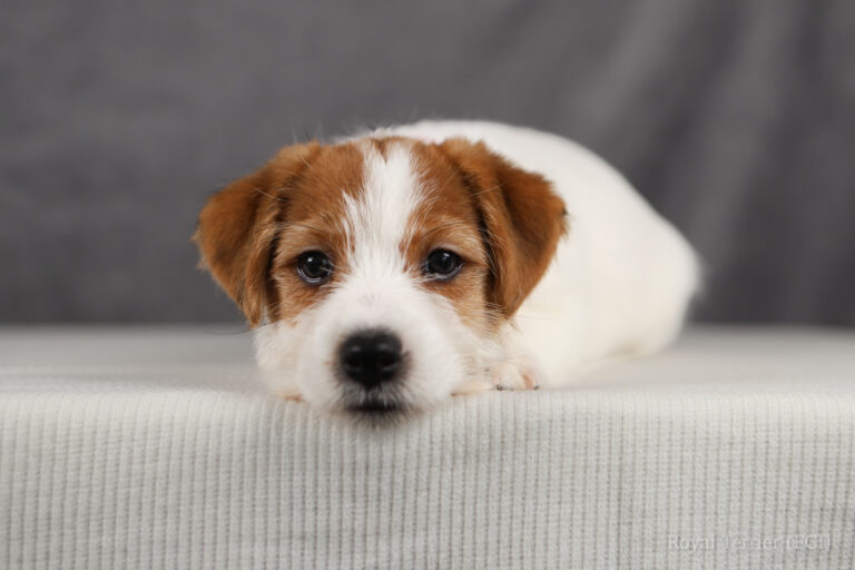 jack russell terrier