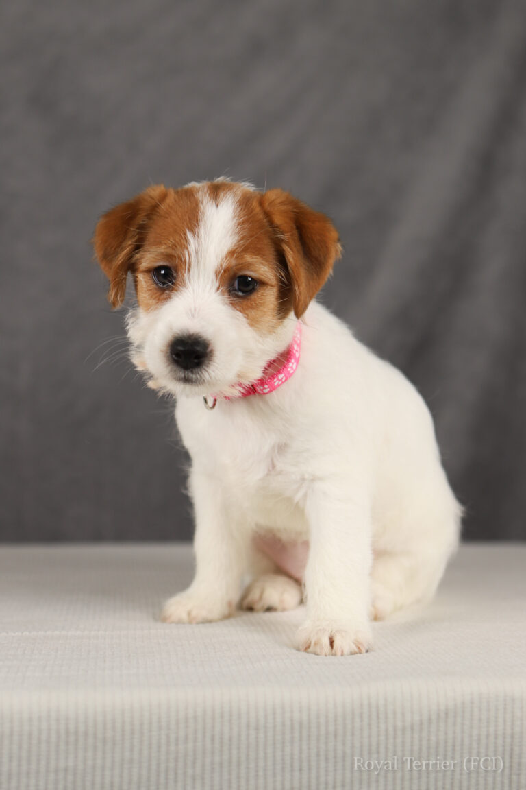 jack russell terrier