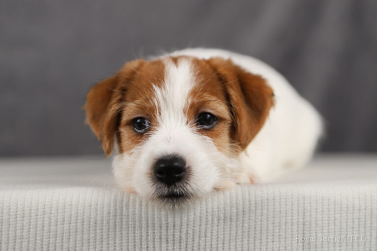 jack russell terrier