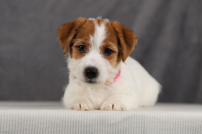 jack russell terrier