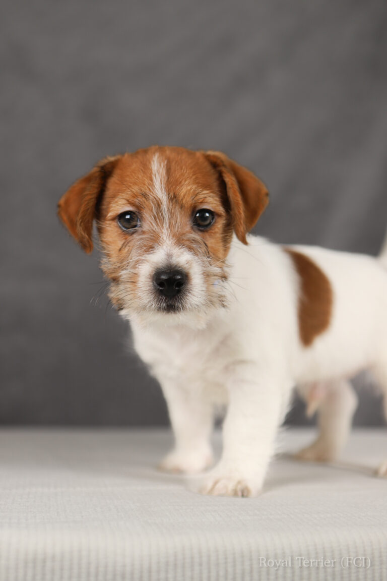 jack russell terrier