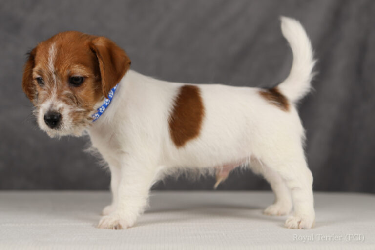 jack russell terrier