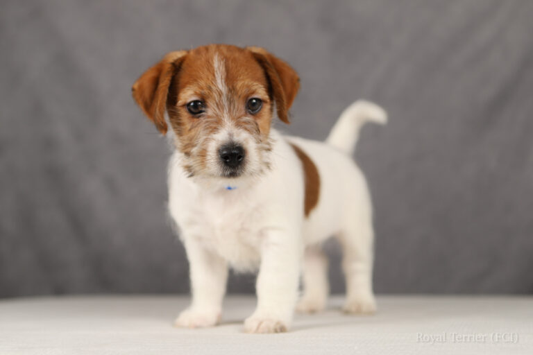 jack russell terrier