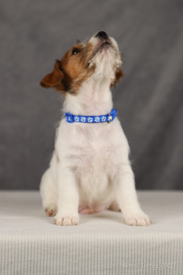 jack russell terrier