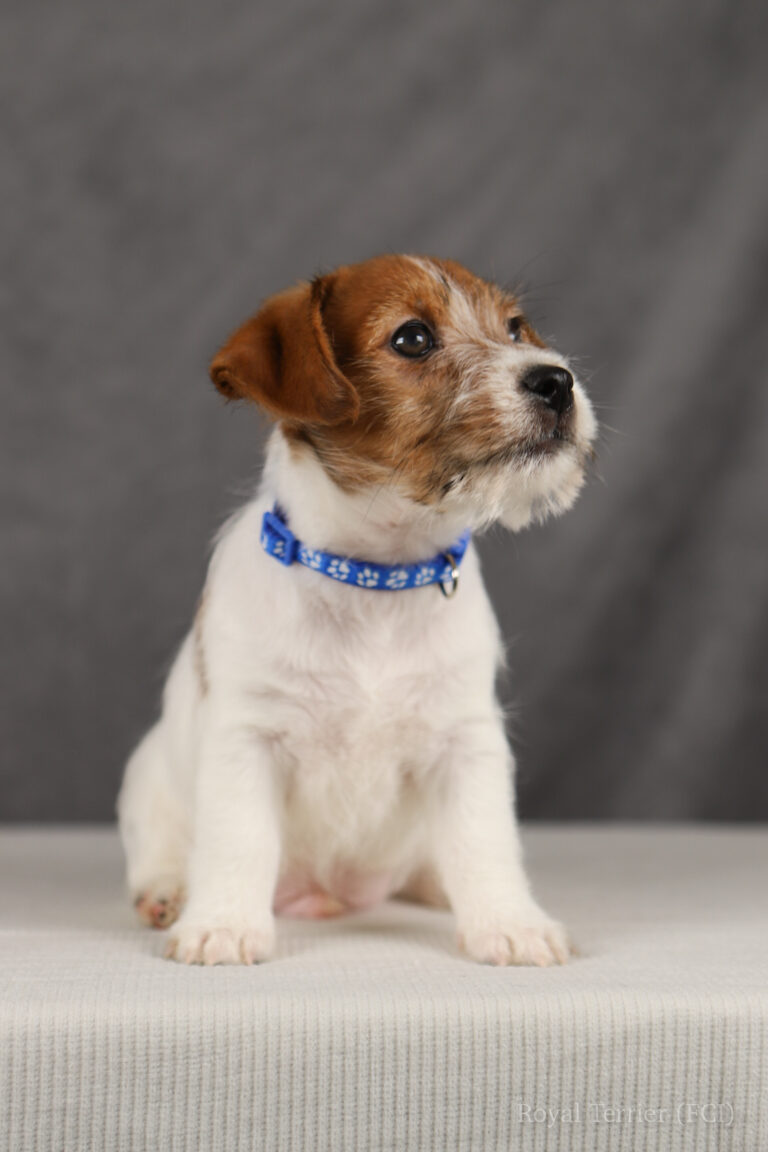 jack russell terrier