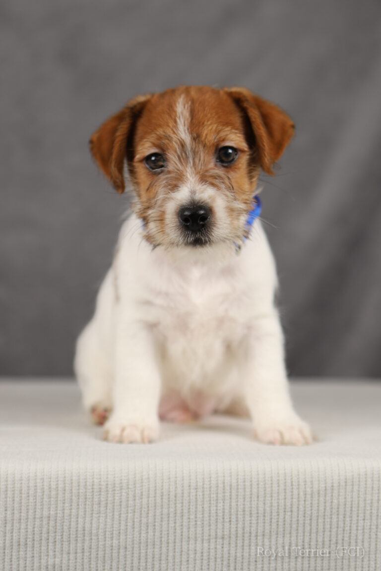 jack russell terrier