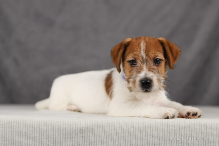 jack russell terrier