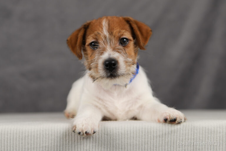 jack russell terrier